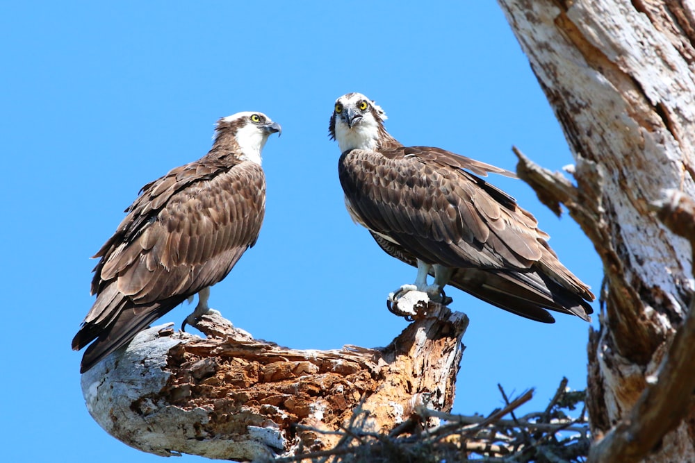 two birds sitting on a tree