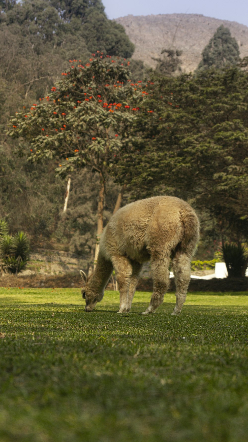 a large animal eating grass
