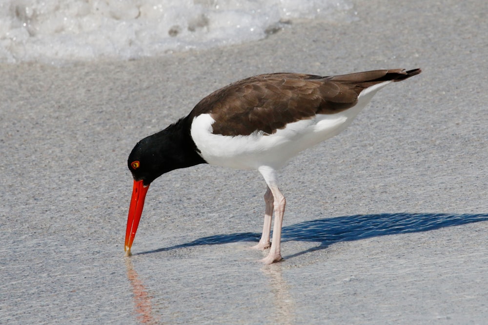 a bird with a long beak