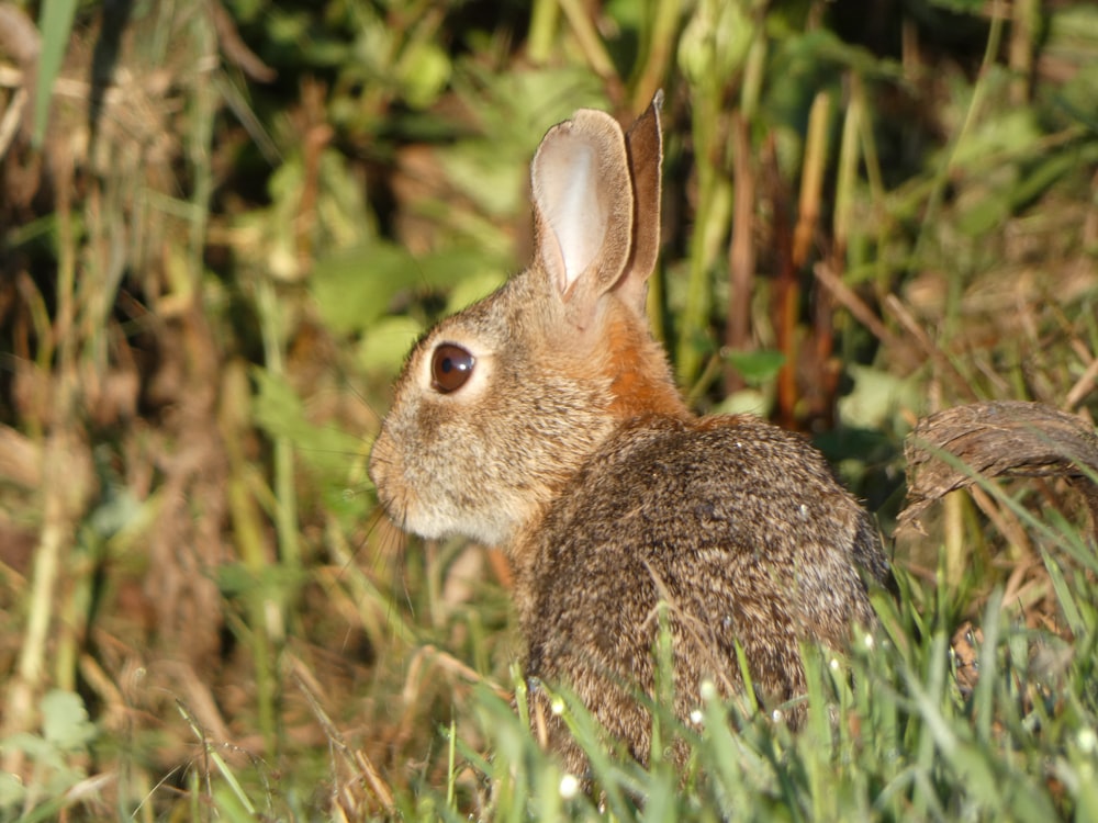 a rabbit in the grass