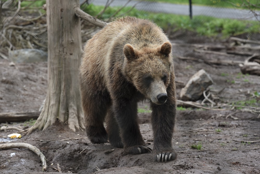 a bear walking on the ground