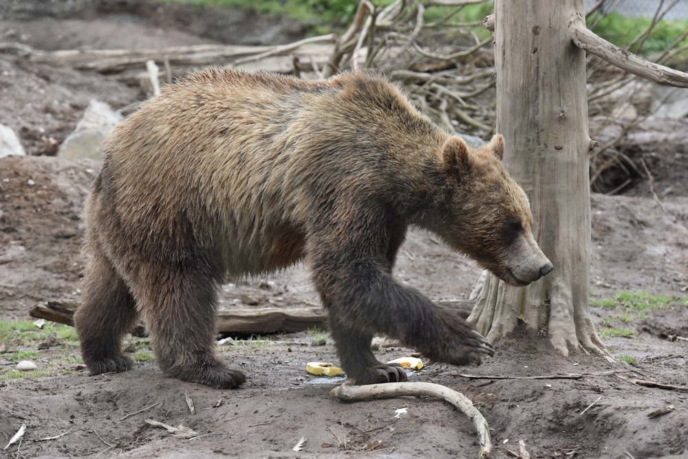 a bear walking on the ground