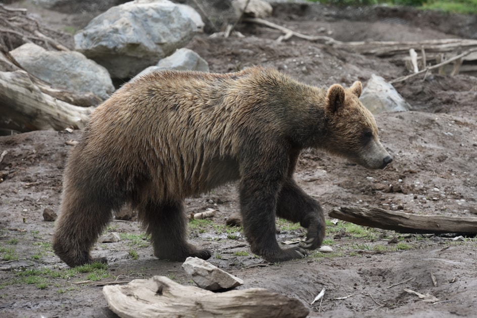 Bear walking on the ground in natural habitat, grizzly bear safety for hunters