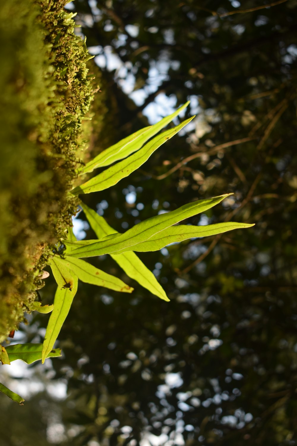 a close-up of a plant