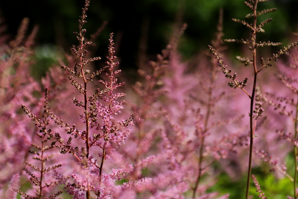 um close up de algumas flores