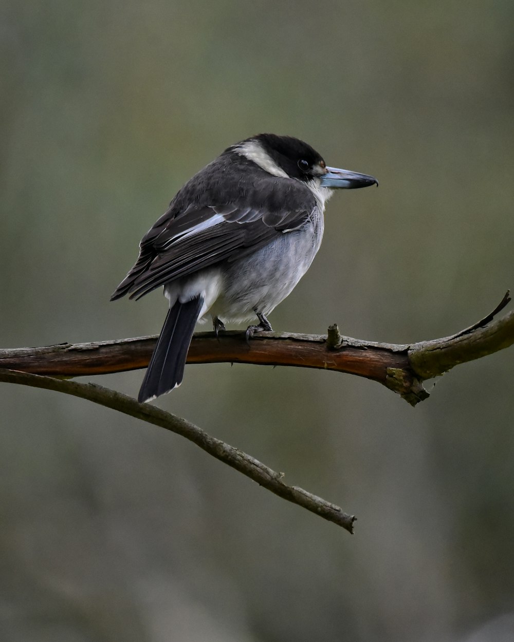 a bird on a branch