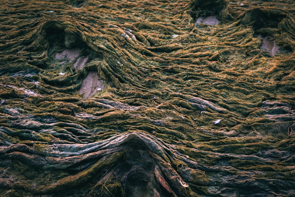 a close-up of a tree