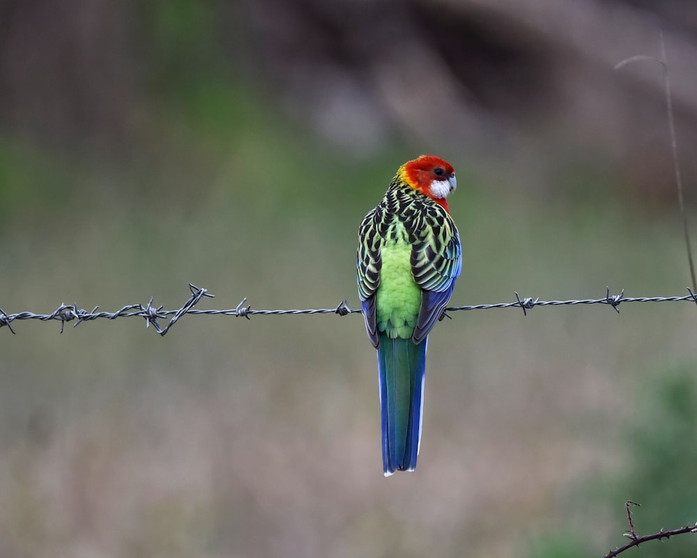 a bird sitting on a wire