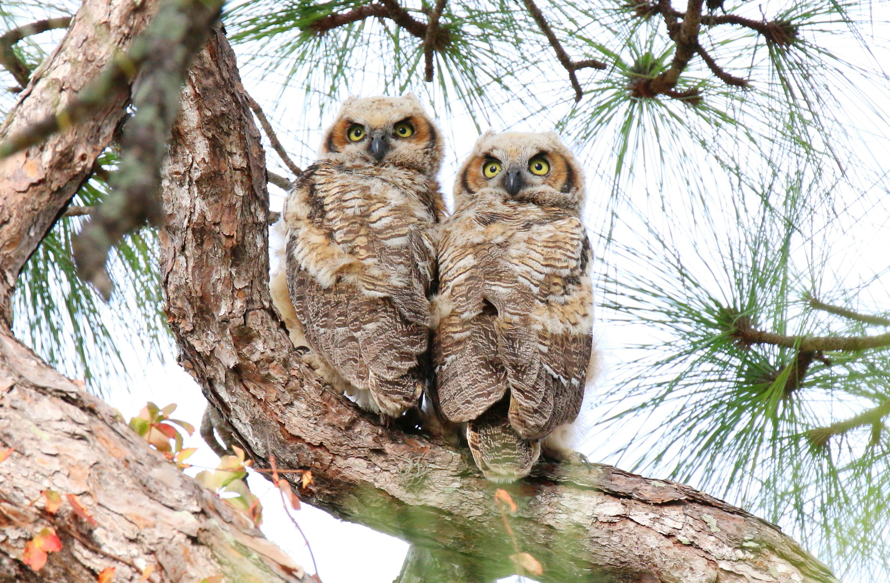 Photo by goldenplover31