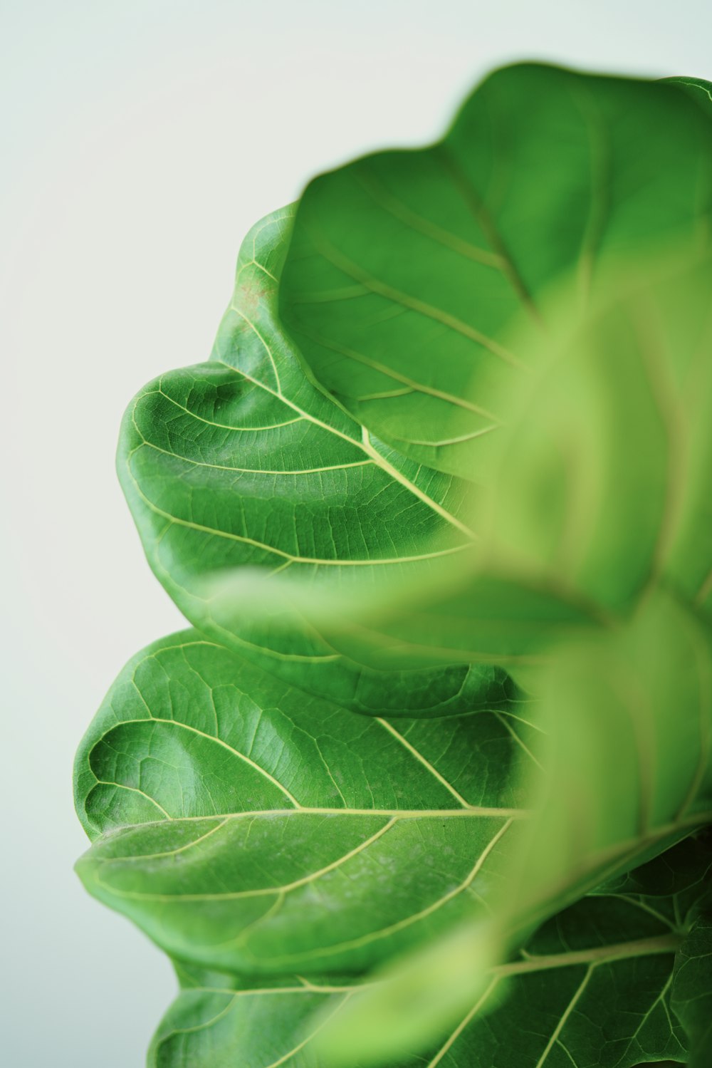 a close up of a leaf