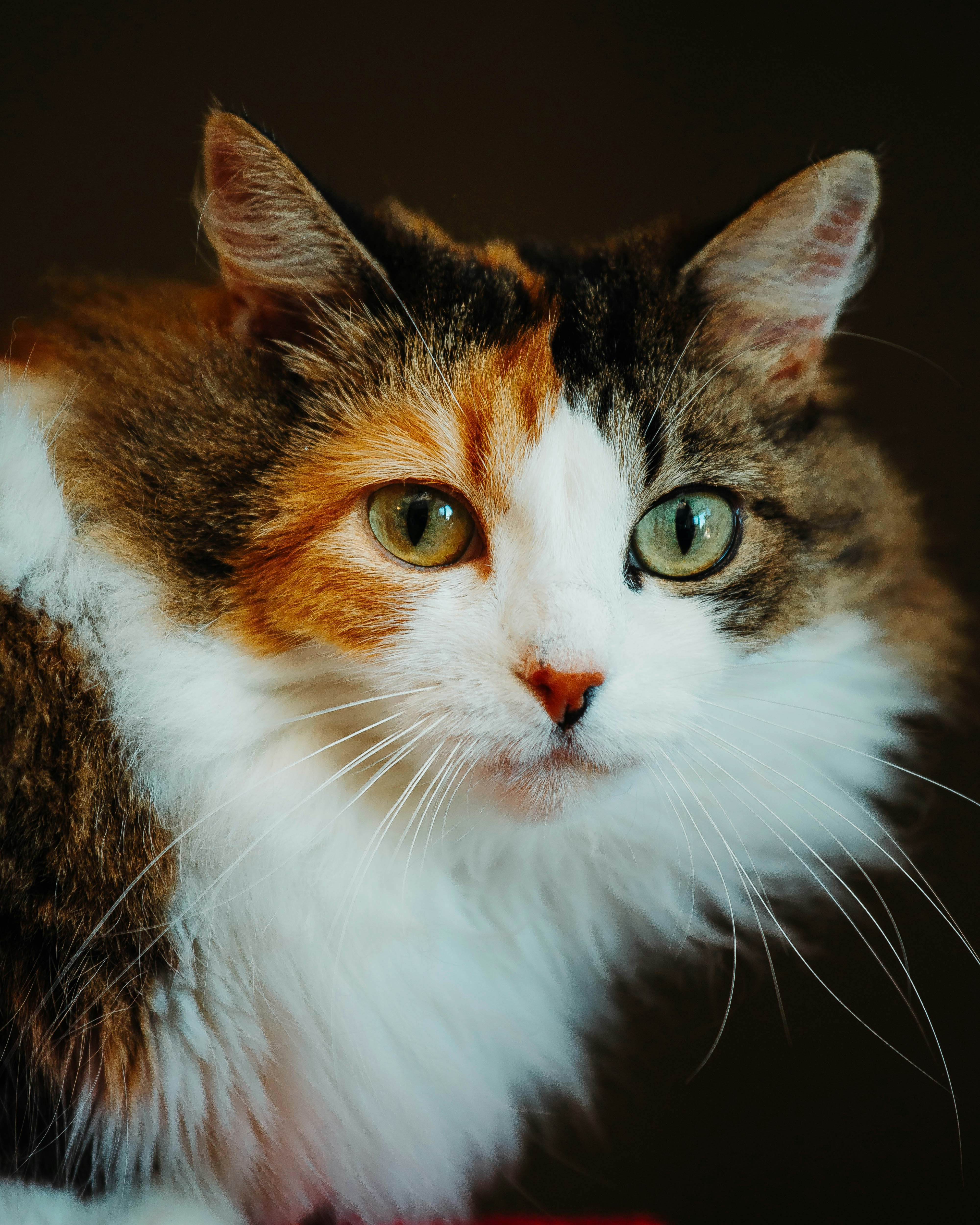 Photo by tristansosteric