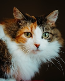 A cat with long, fluffy fur and distinctive orange, black, and white markings gazes directly ahead with bright green eyes. The animal's face is centered, and the background is dark, highlighting its features.