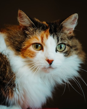 A cat with long, fluffy fur and distinctive orange, black, and white markings gazes directly ahead with bright green eyes. The animal's face is centered, and the background is dark, highlighting its features.