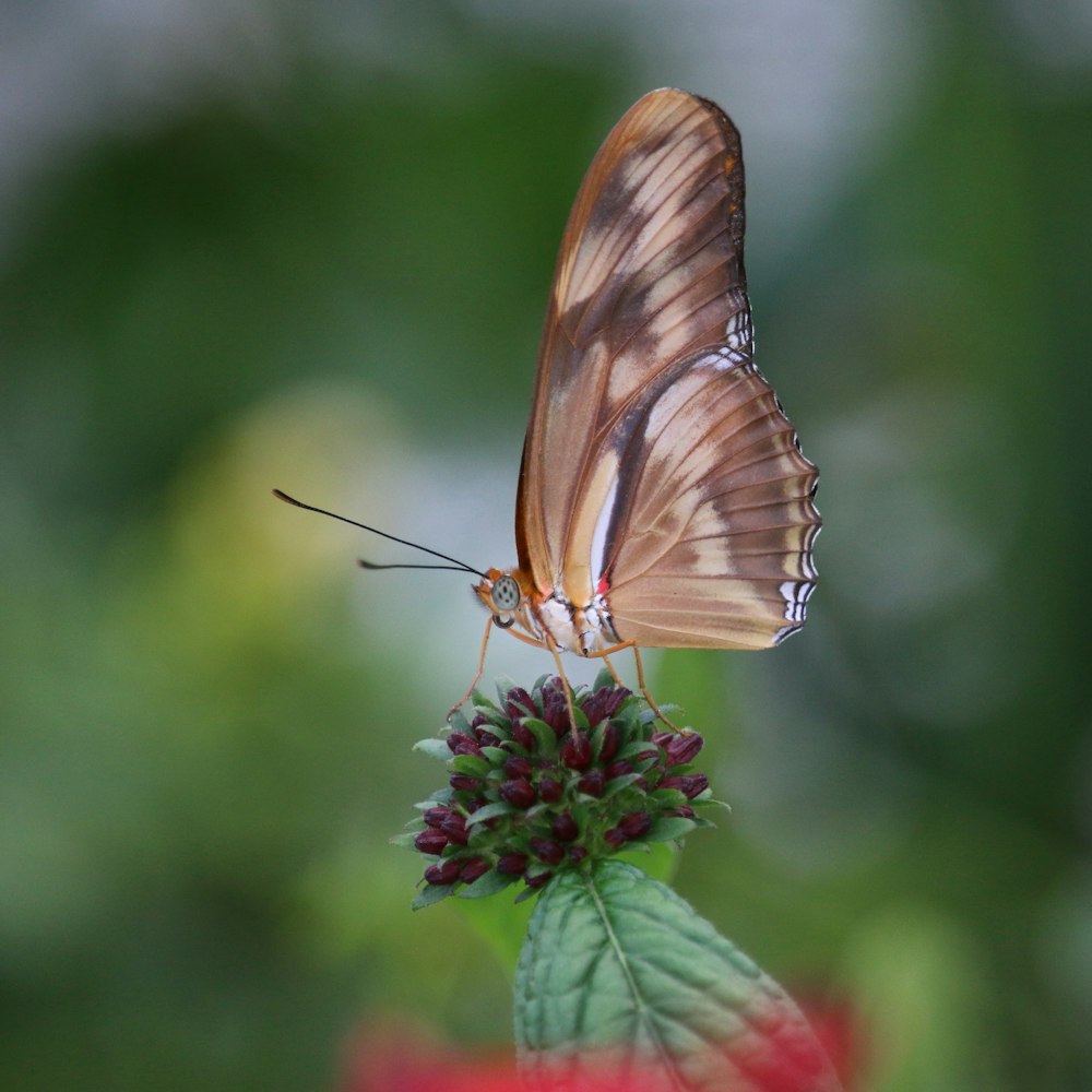 a butterfly on a flower