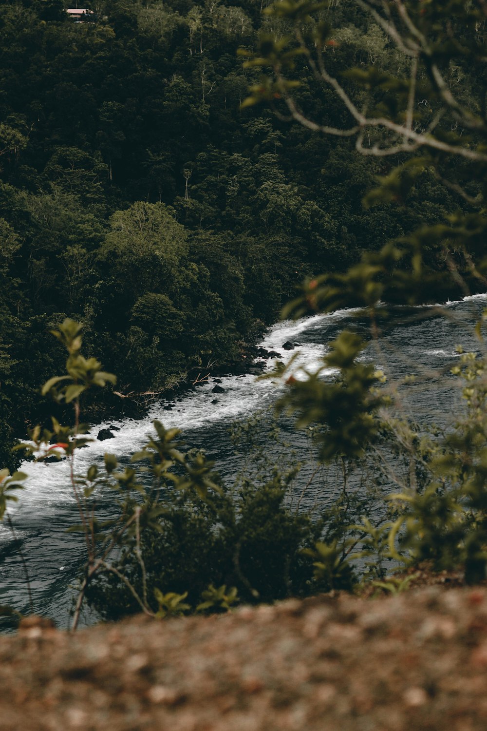 a river flowing through a forest