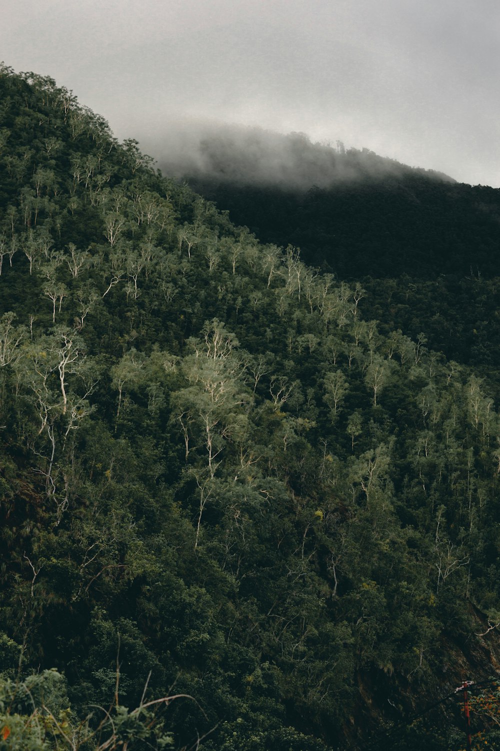 a forest of trees