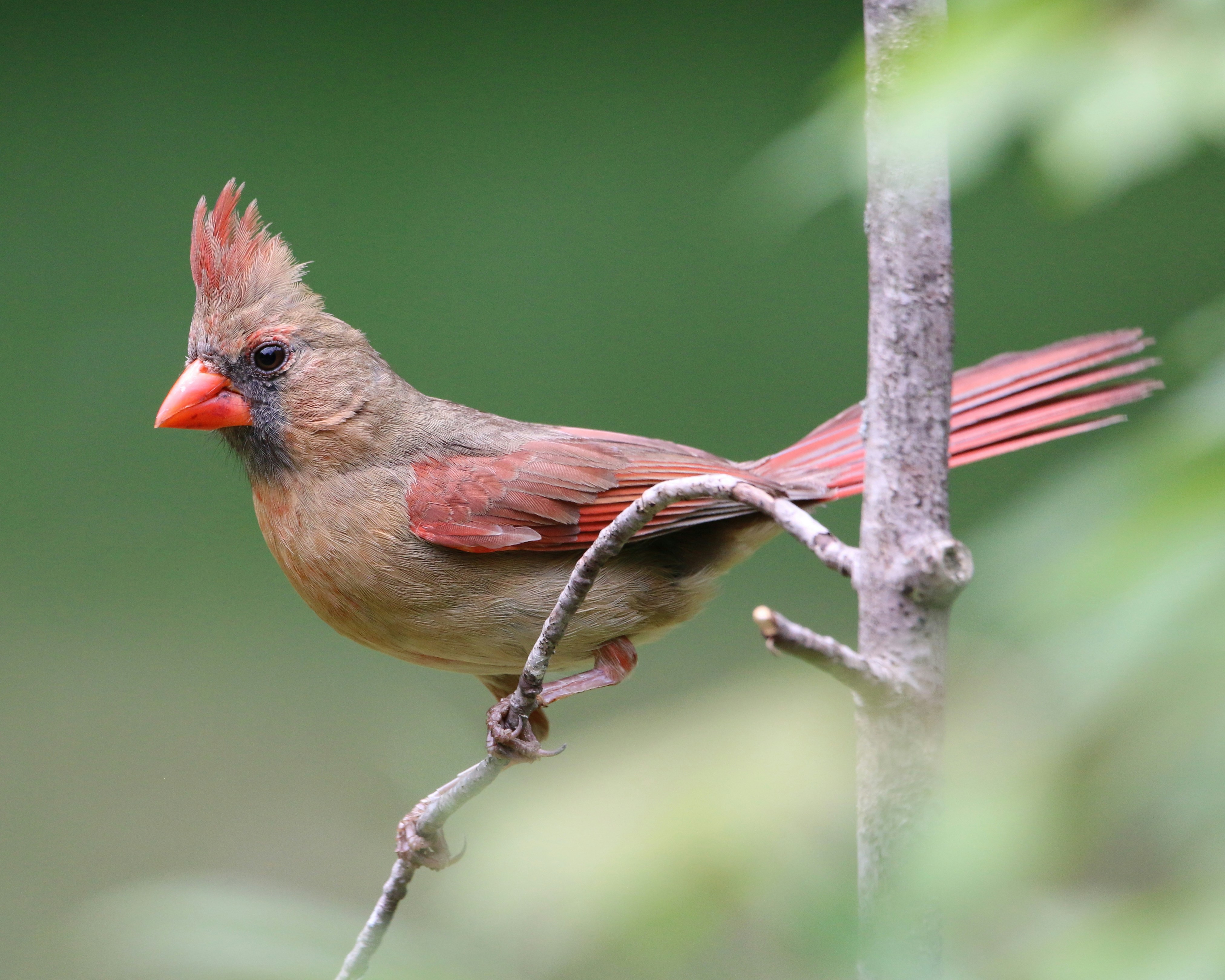 Photo by goldenplover31