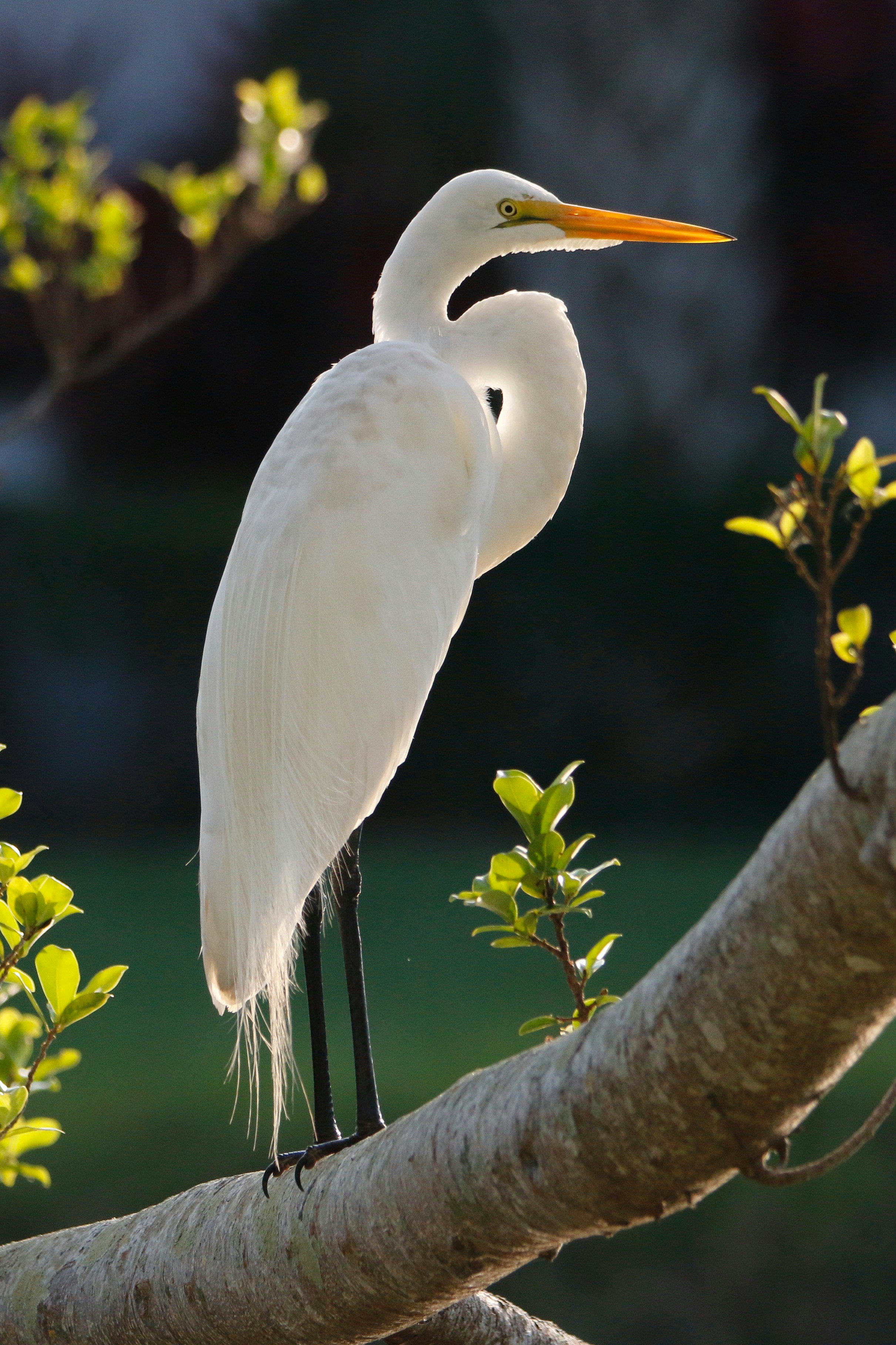 Photo by goldenplover31