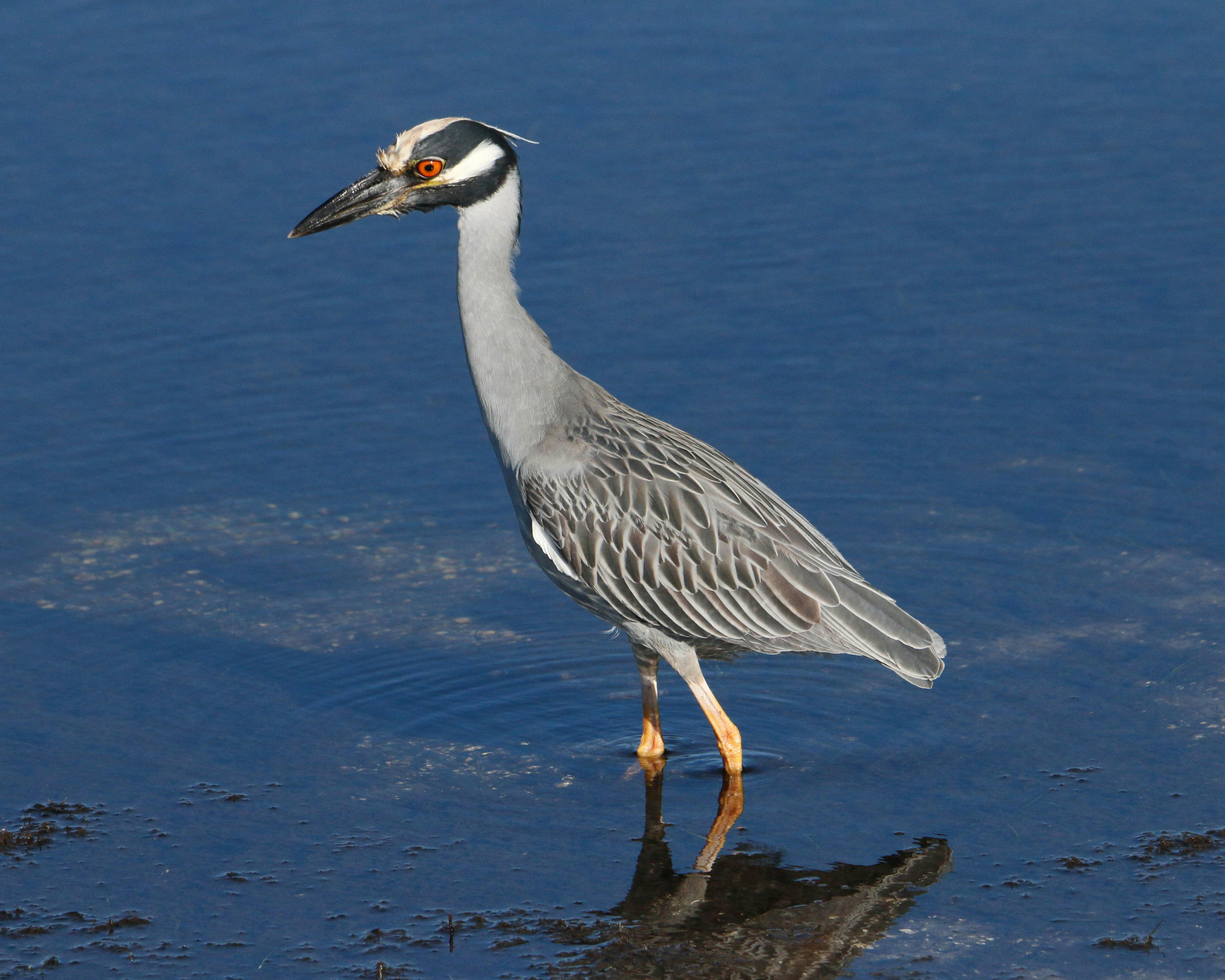 Photo by goldenplover31