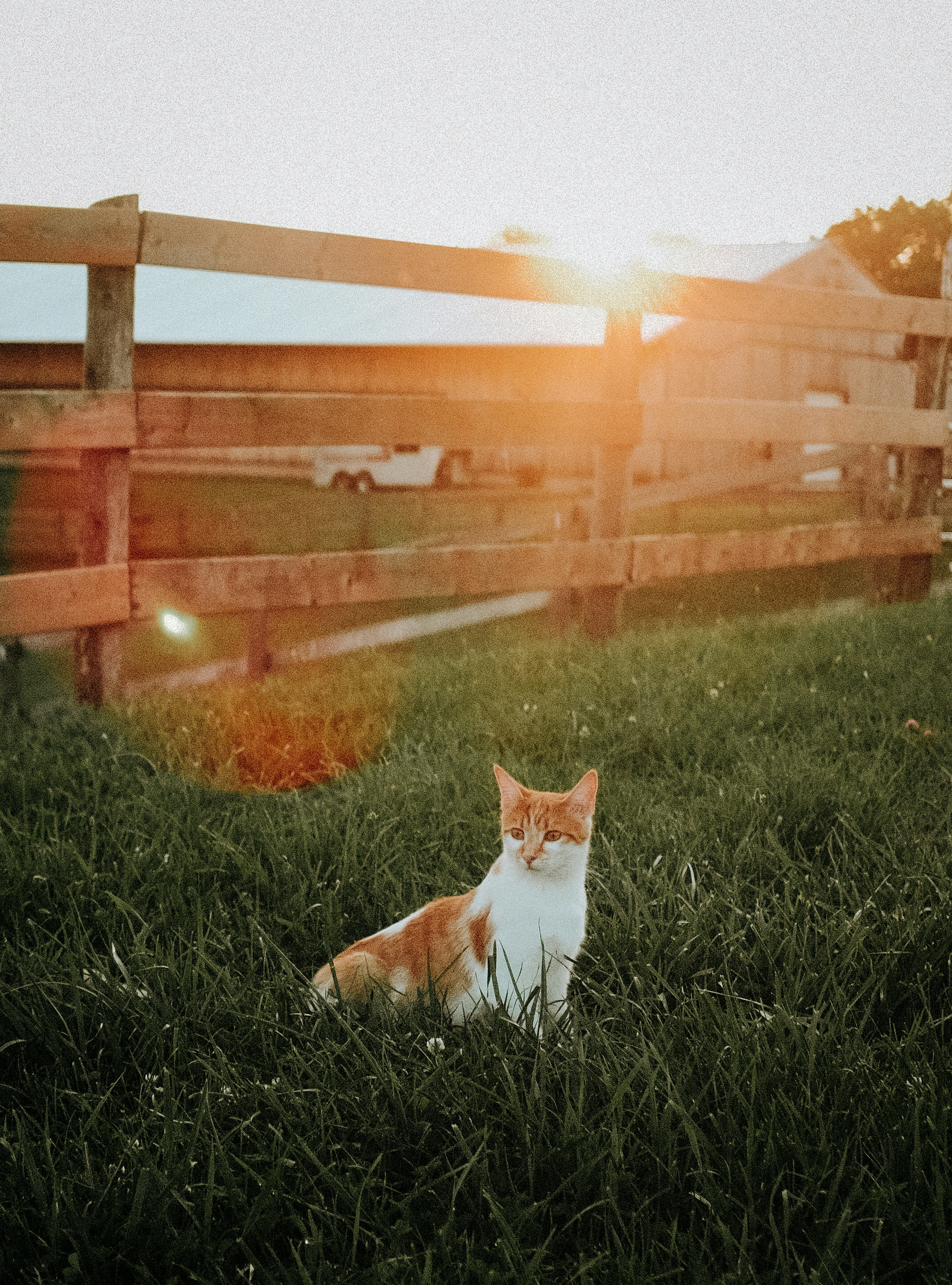 a cat sitting in the grass