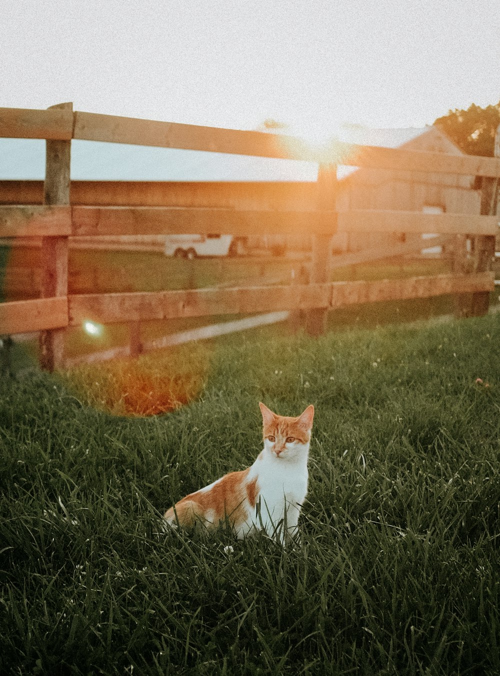 um gato sentado na grama