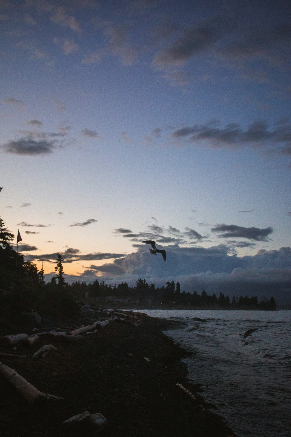 a bird flying over a beach