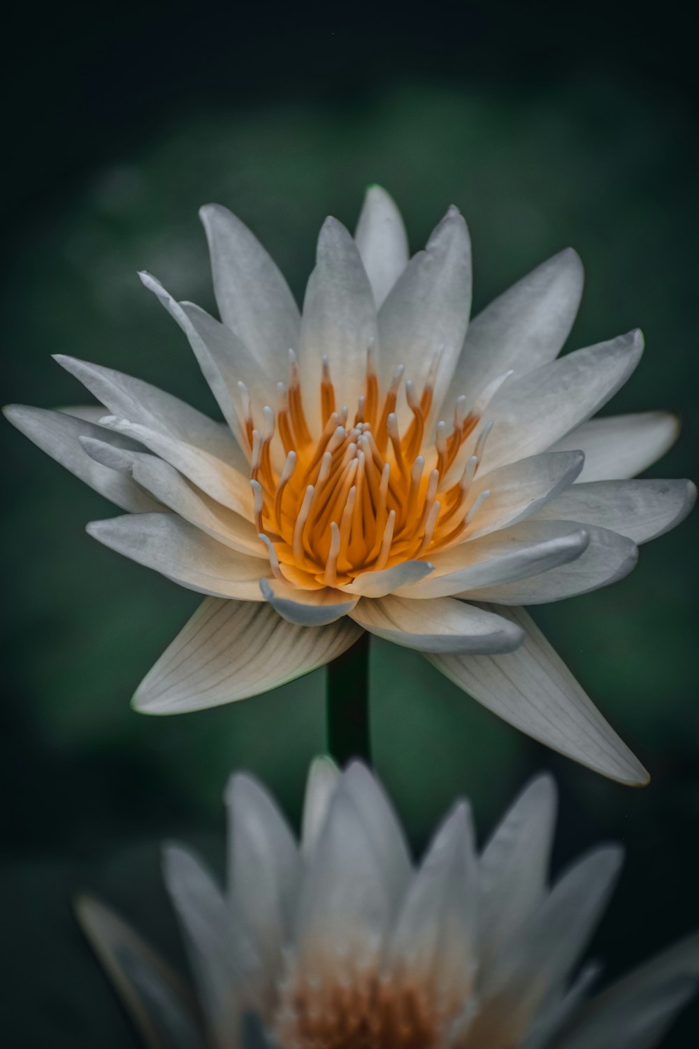 a close up of a flower