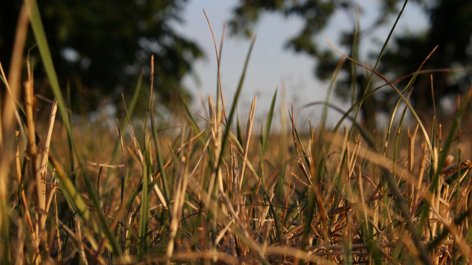 Ensuring Longevity: Best Practices to Maintain and Extend Your Lawn Mower Battery's Life