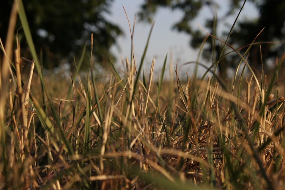 close up of grass