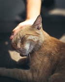 A cat being gently petted by a volunteer.