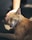 A cat relaxing in a grooming station with a gentle groomer.