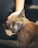 A cat relaxing in a grooming station with a gentle groomer.
