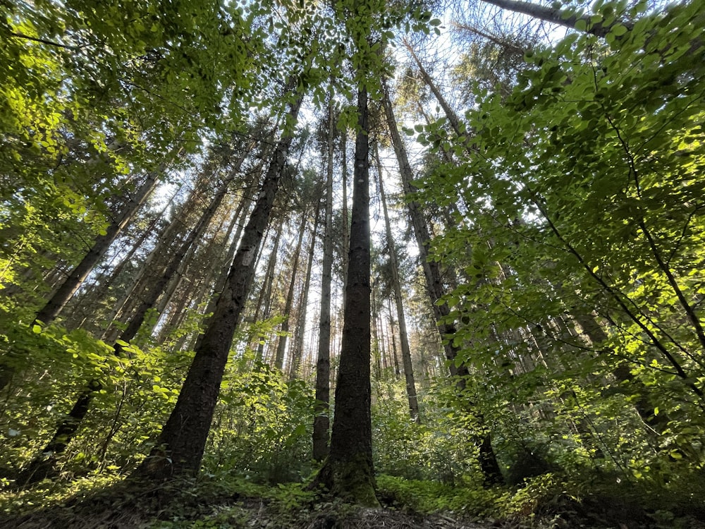 a forest with trees