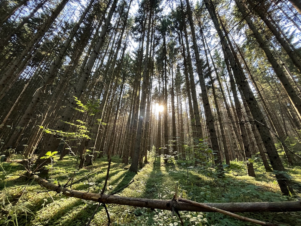 a forest with trees