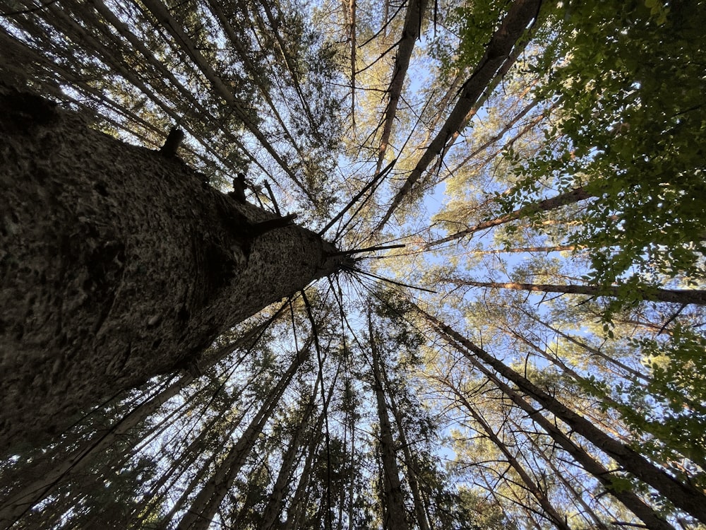 a tree with many branches