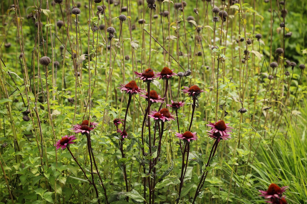 a field of flowers