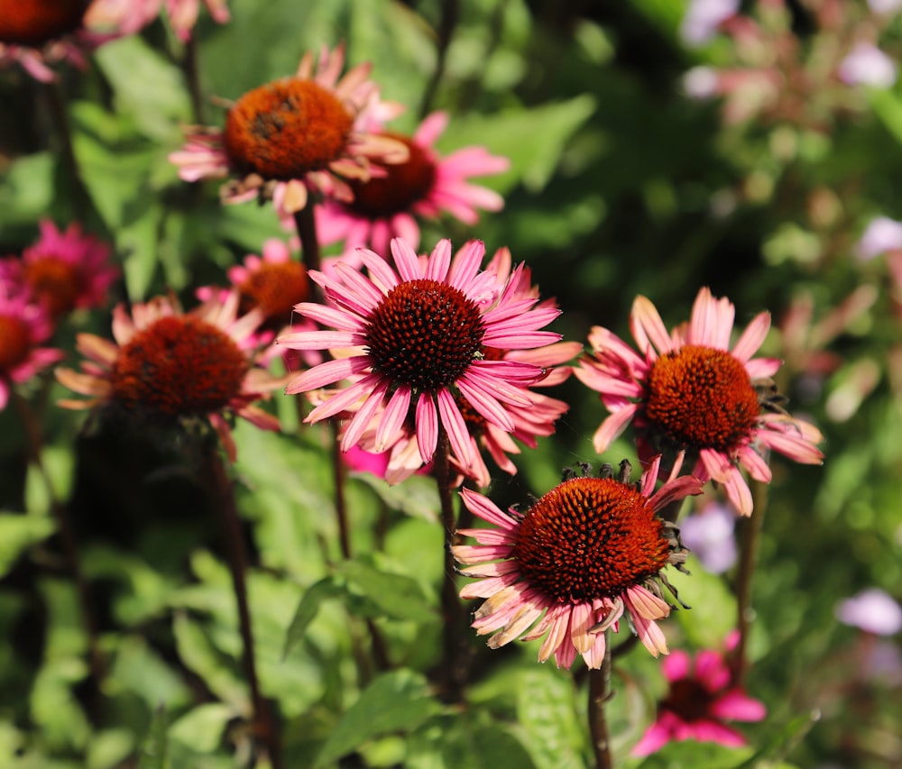 a group of flowers