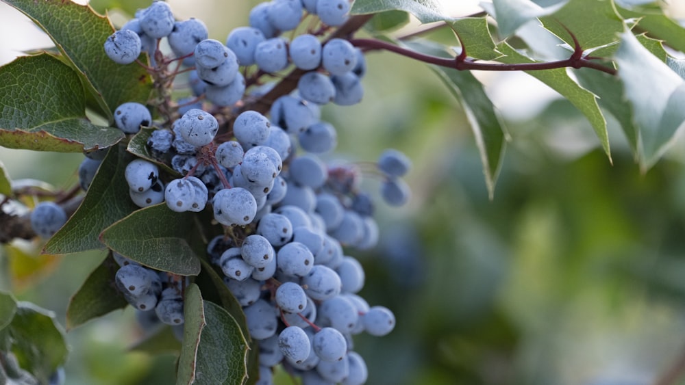 a close up of some berries