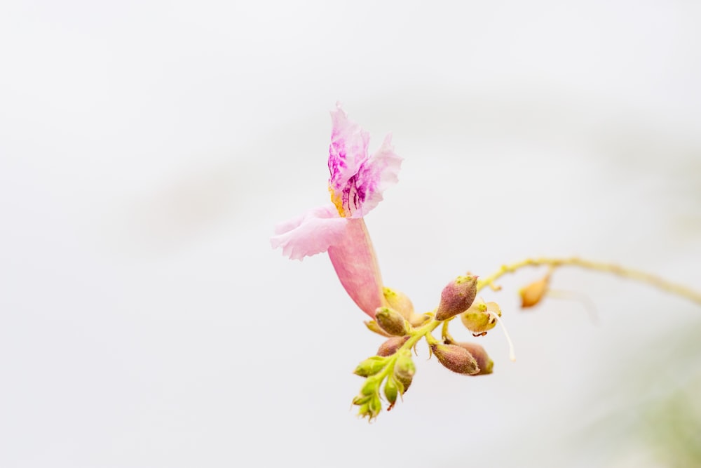 a close up of a flower