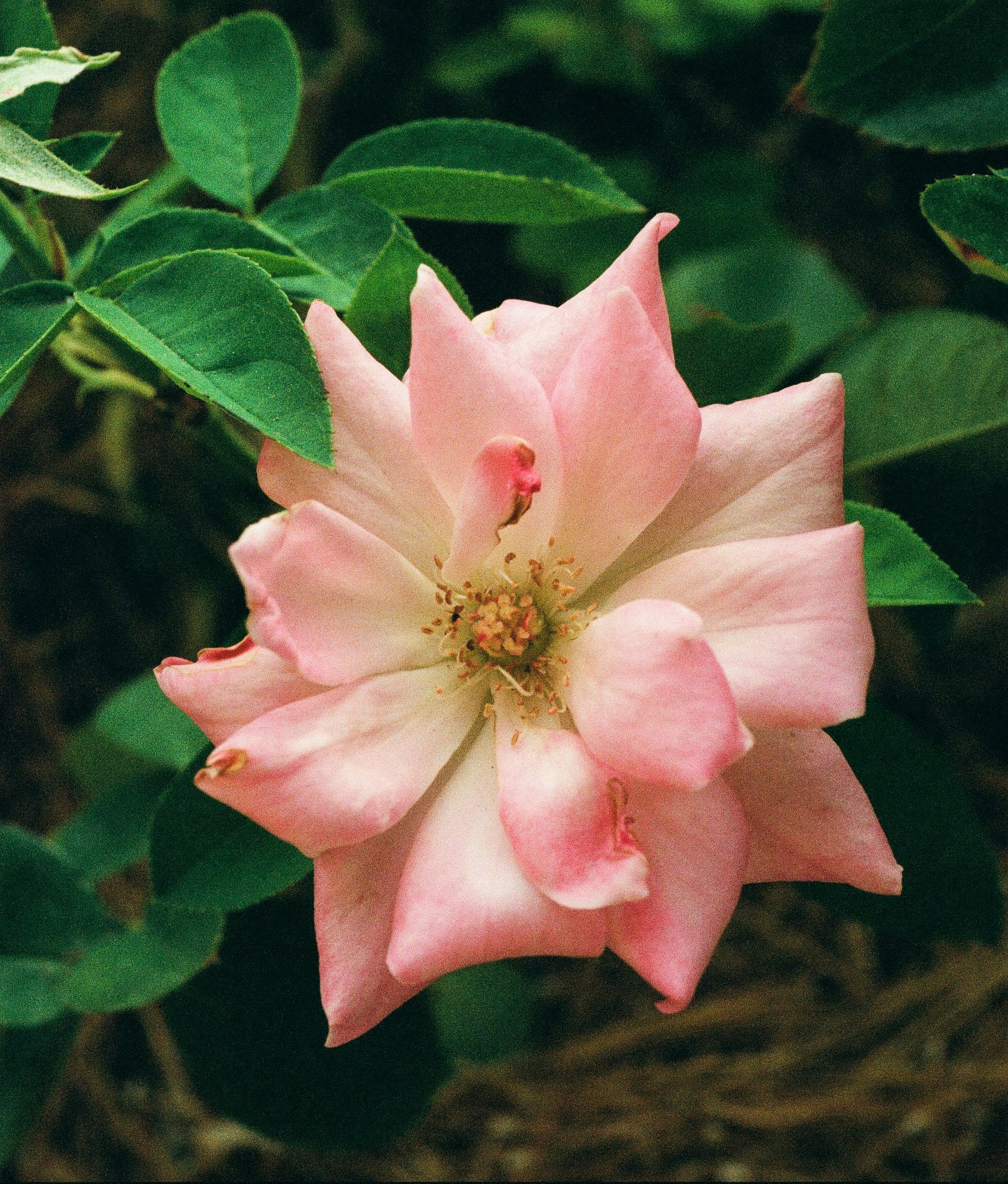 a pink flower with green leaves