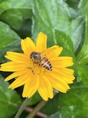 Bee landing delicately on a vibrant yellow flower with honeycomb in the background.