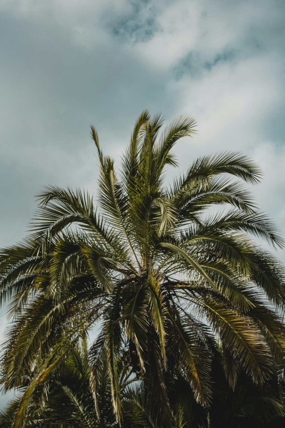 a palm tree under a cloudy sky