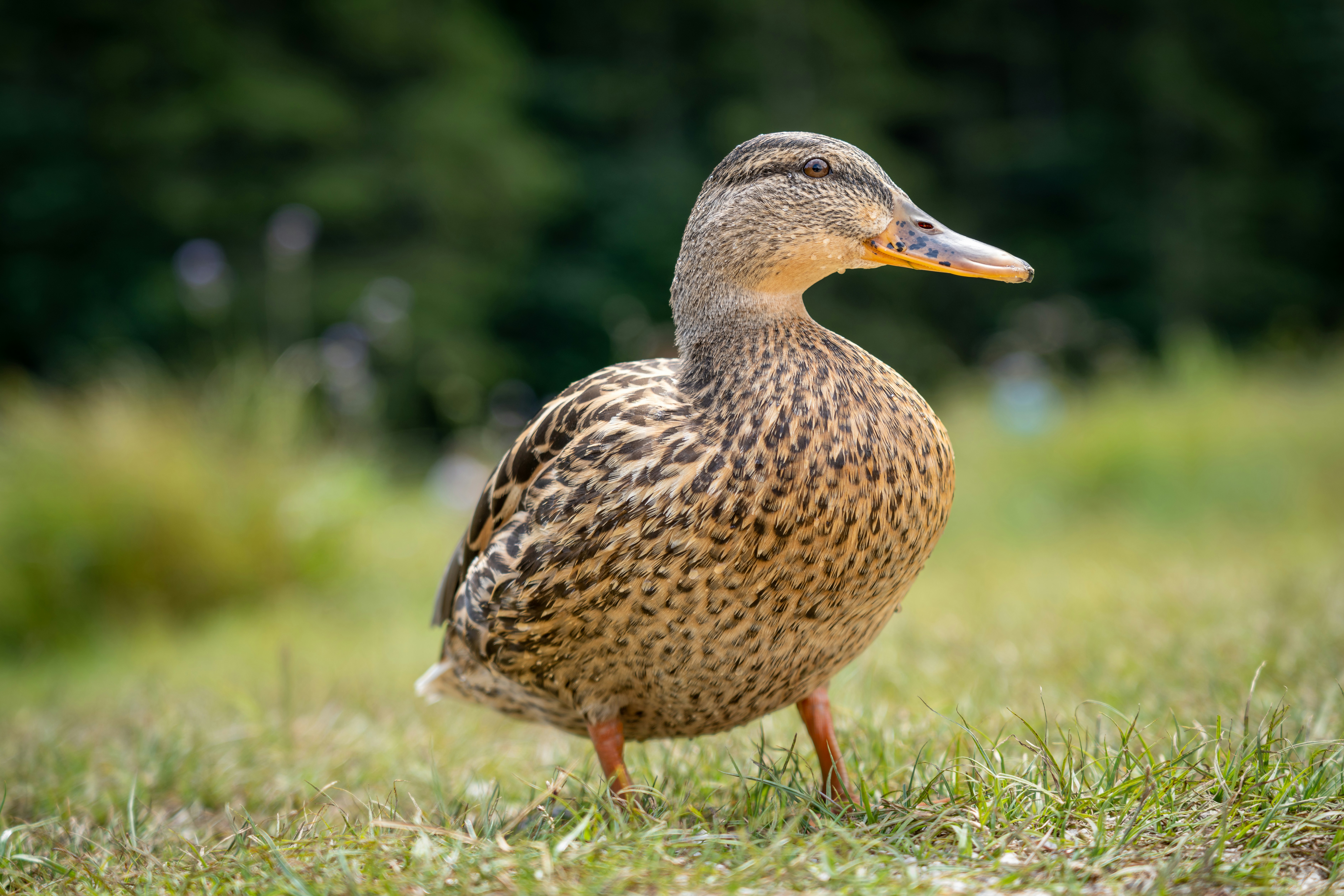 Photo by picture_scape