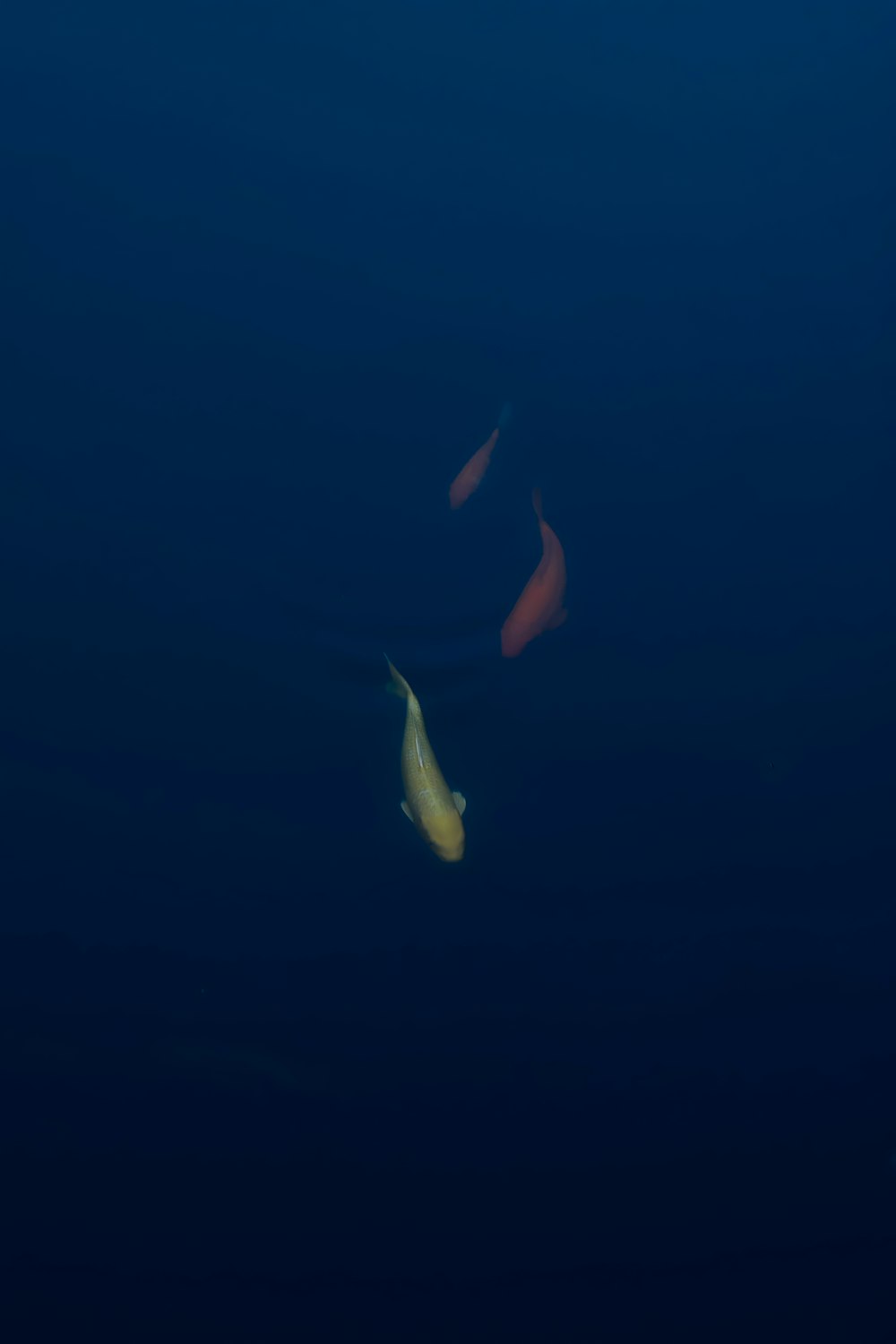peixes nadando na água