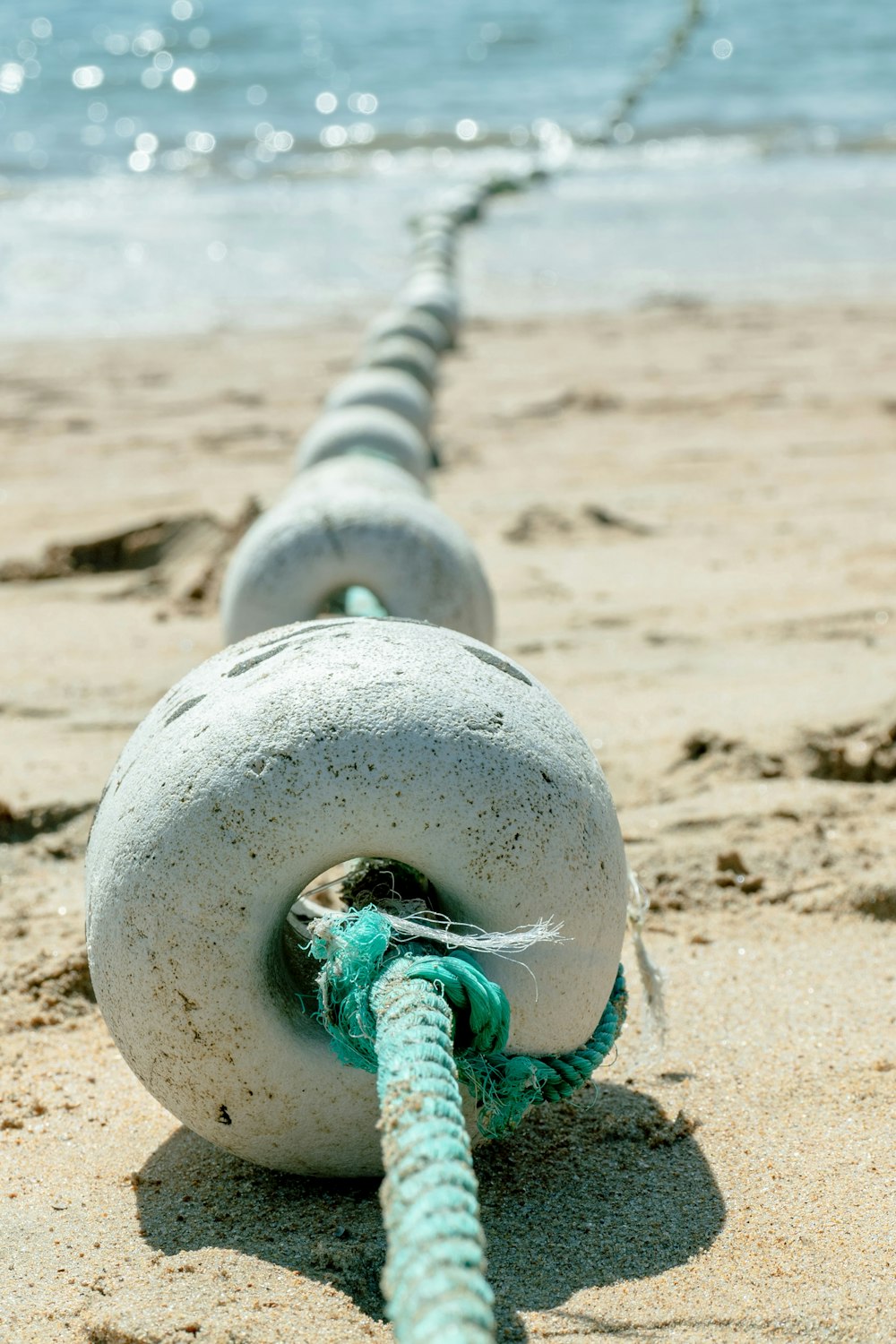 a close-up of a sea shell