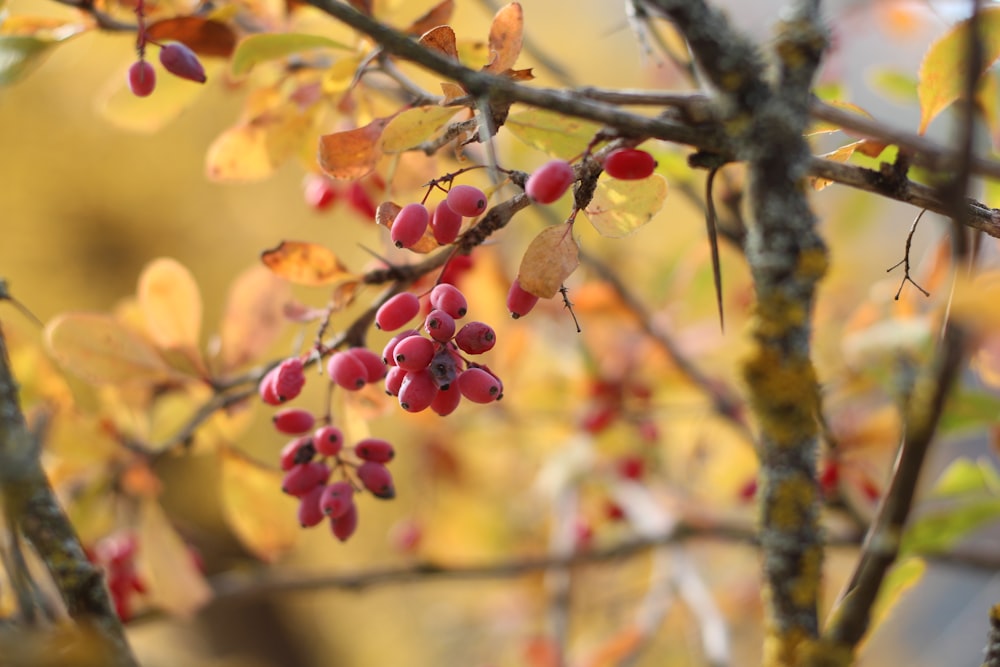 a tree with berries on it