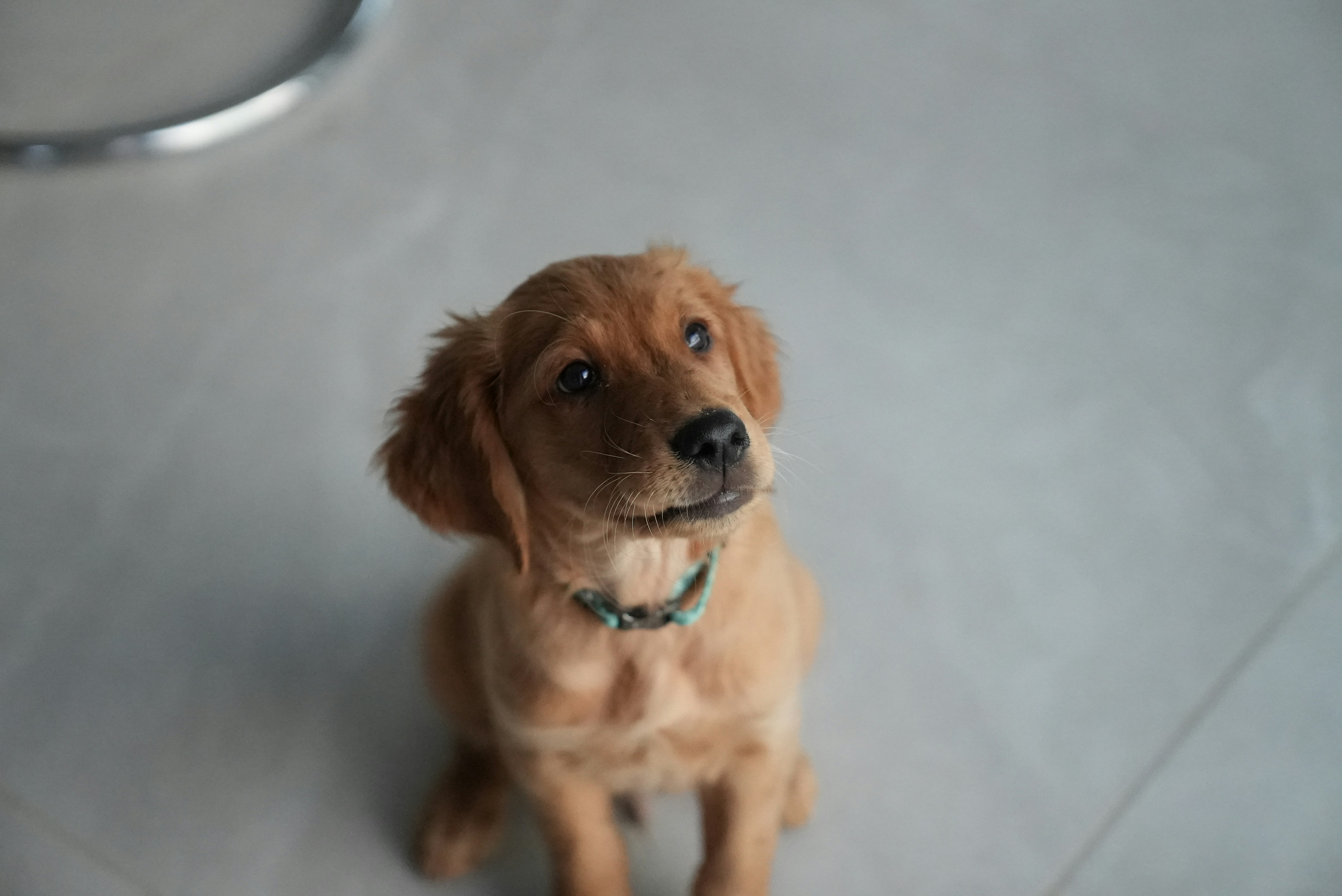 a dog sitting on the floor
