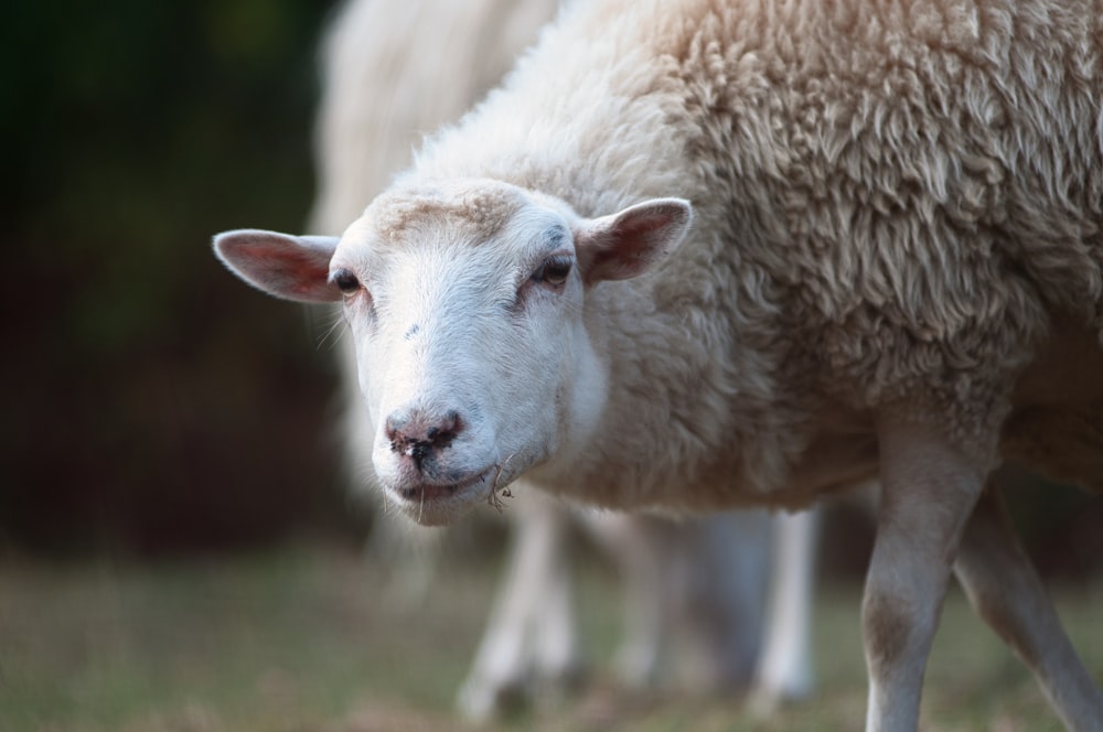 a sheep with a white face