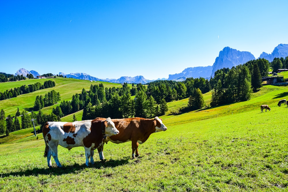 cows grazing on a hill