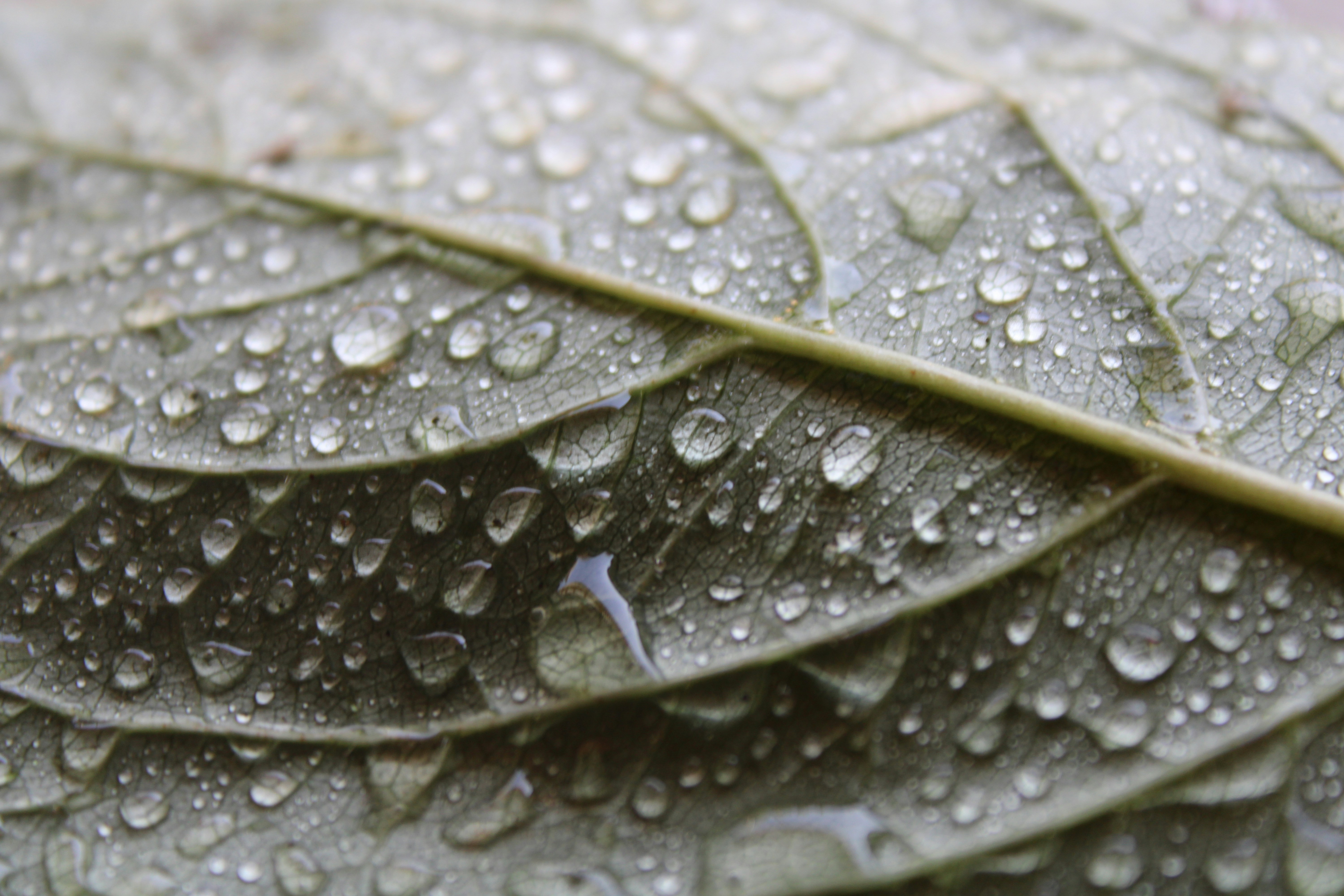 Photo by rashid_hamidov